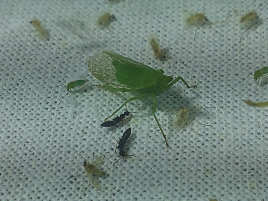 Dictyophara europaea