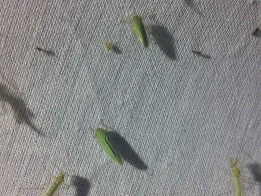Cicadella viridis - méregzöld kabóca