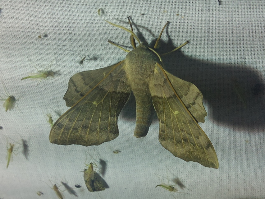 Laothoe populi - nyárfaszender