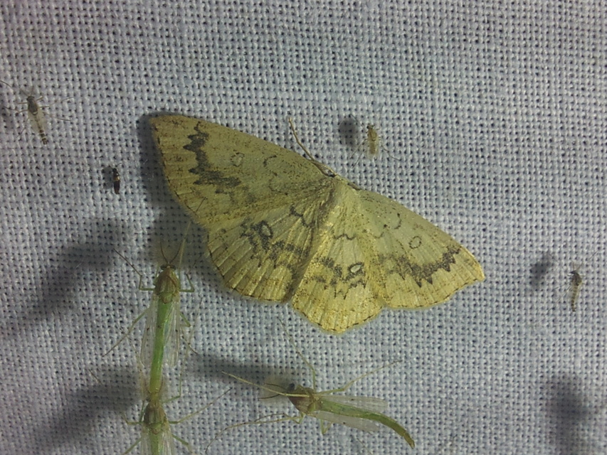 Cyclophora annularia - gyűrűs pettyesaraszoló