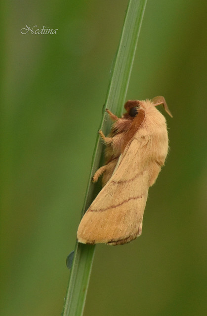 Malacosoma neustria - gyűrűsszövő