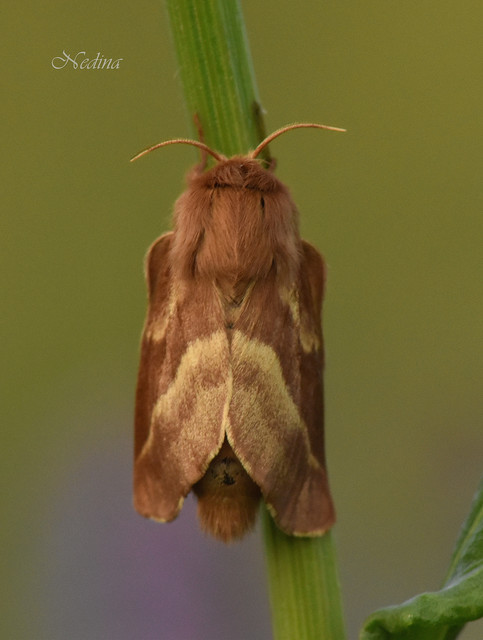 Malacosoma castrensis - kutyatejszövő