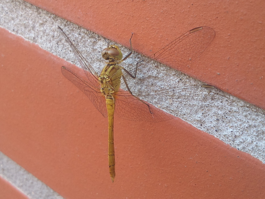 Sympetrum meridionale - fakó katona-szitakötő