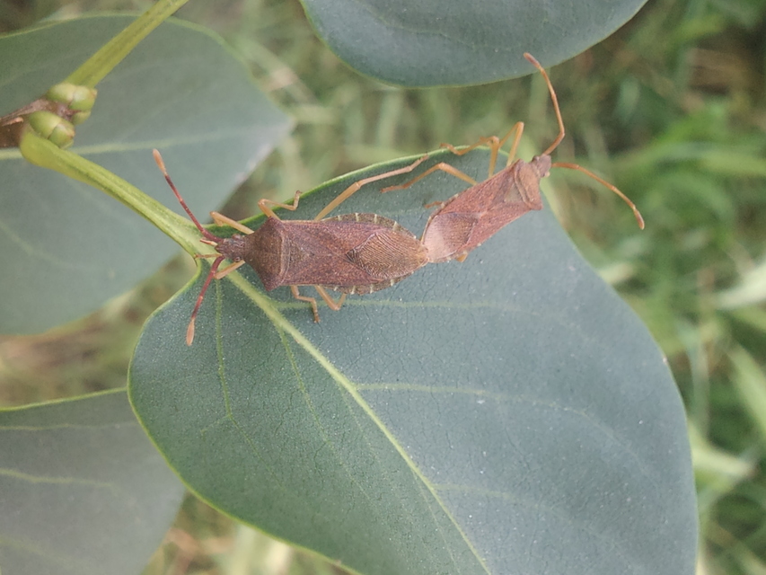 Gonocerus acuteangulatus - aranypetés karimáspoloska