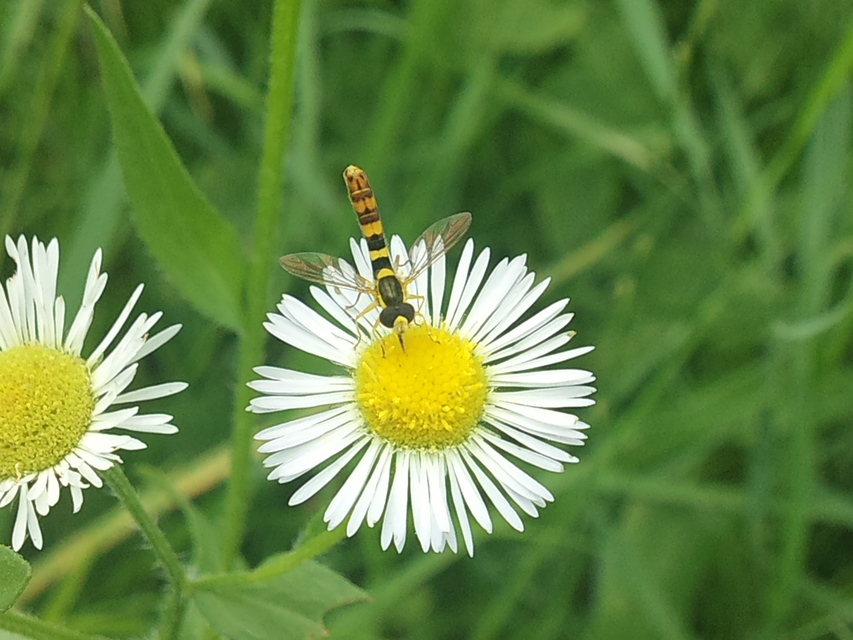 Sphaerophoria