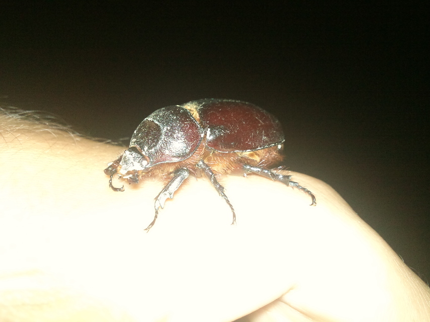 Oryctes nasicornis - orrszarvú bogár