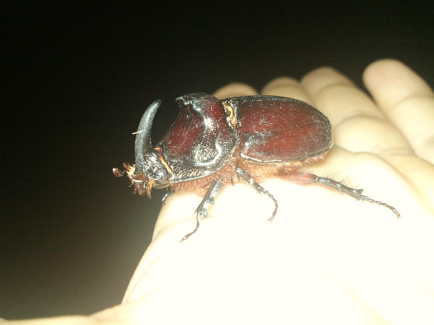 Oryctes nasicornis - orrszarvú bogár