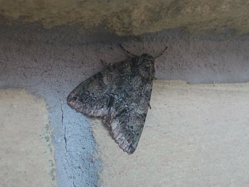 Polyphaenis sericata - selyemfényű erdeibagoly