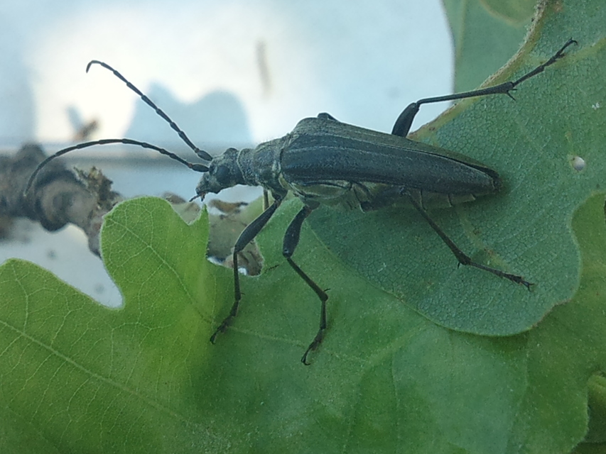 Stenocorus meridianus - fűz-gyökércincér