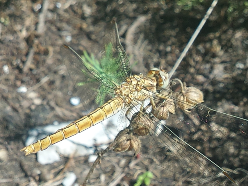 Orthetrum coerulescens - karcsú pásztorszitakötő