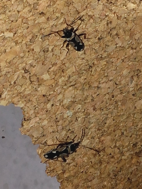 Raglius confusus