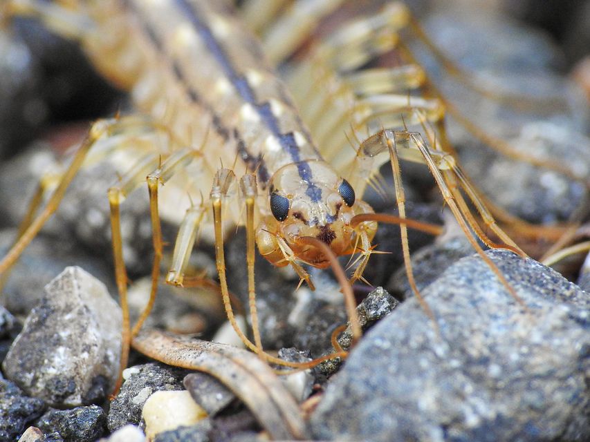Scutigera coleoptrata - légyölő pókszázlábú