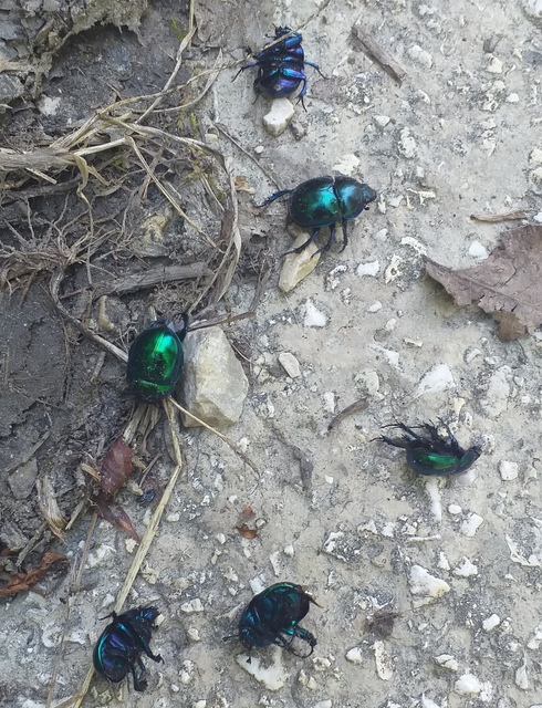 Trypocopris vernalis - tavaszi álganéjtúró