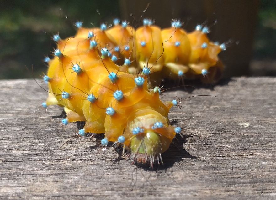Saturnia pyri - nagy pávaszem