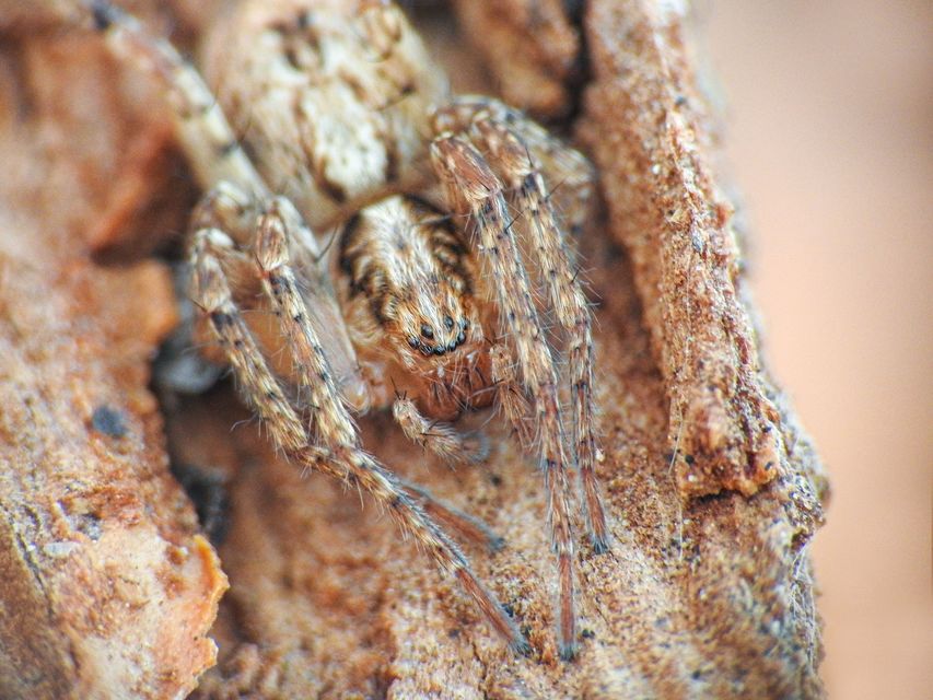 Anyphaena accentuata - jegyespók