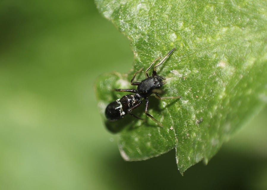 Leptorchestes berolinensis - fekete hangyautánzópók