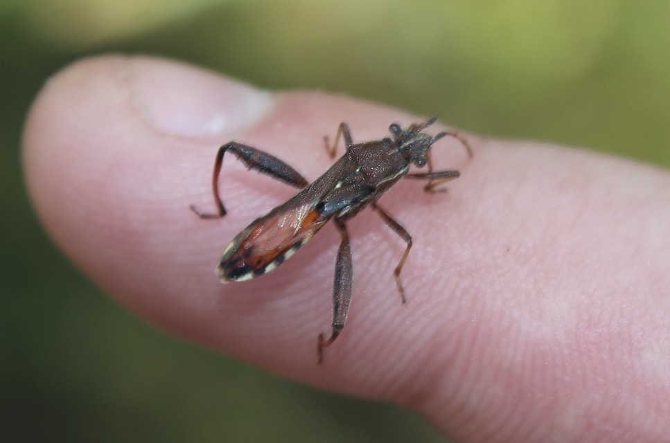 Camptopus lateralis - görbelábú karimáspoloska