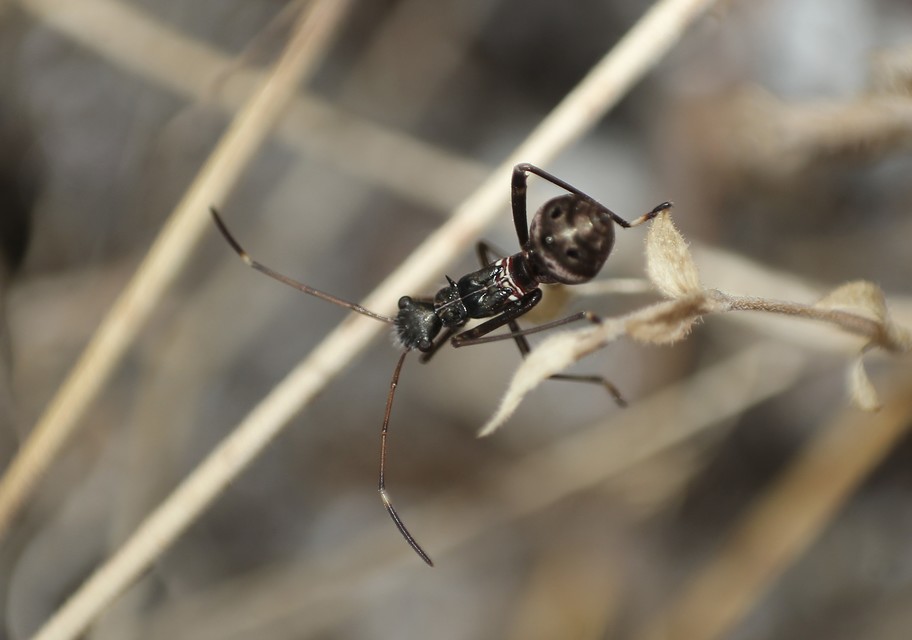 Camptopus lateralis - görbelábú karimáspoloska
