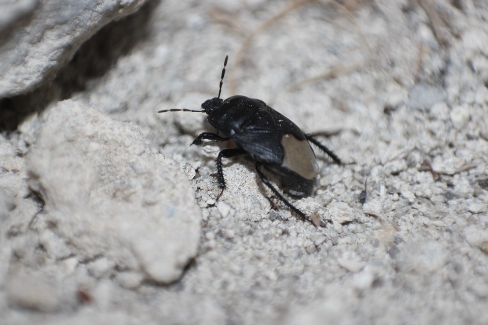 Cydnus aterrimus - nagy földipoloska