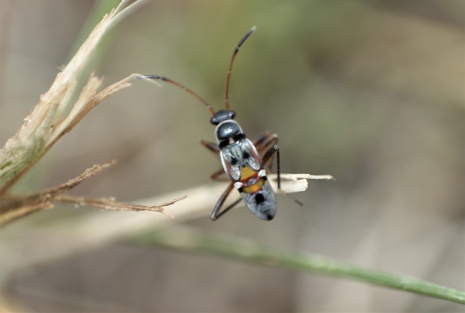 Beosus quadripunctatus - pettyes homokibodobács