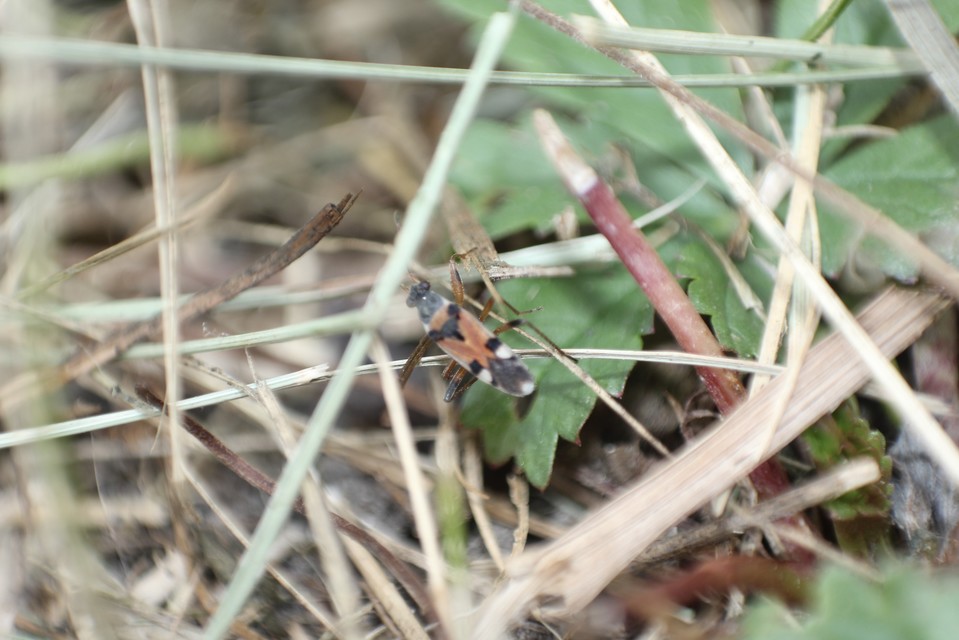 Beosus quadripunctatus - pettyes homokibodobács