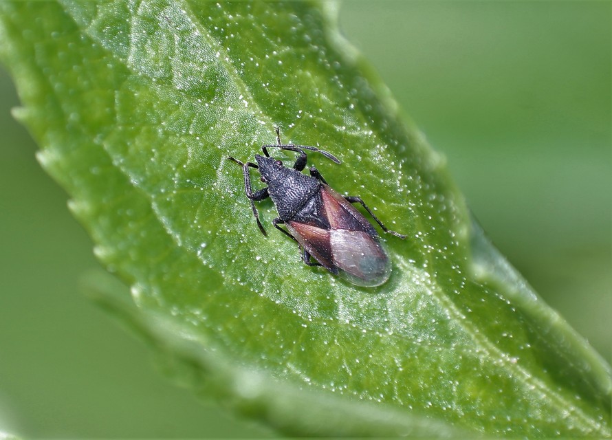 Oxycarenus lavaterae - hársbodobács