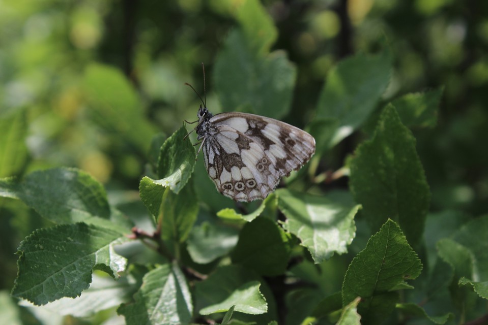Melanargia galathea - sakktáblalepke