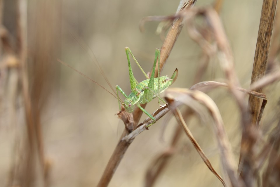 Leptophyes albovittata - közönséges virágszöcske