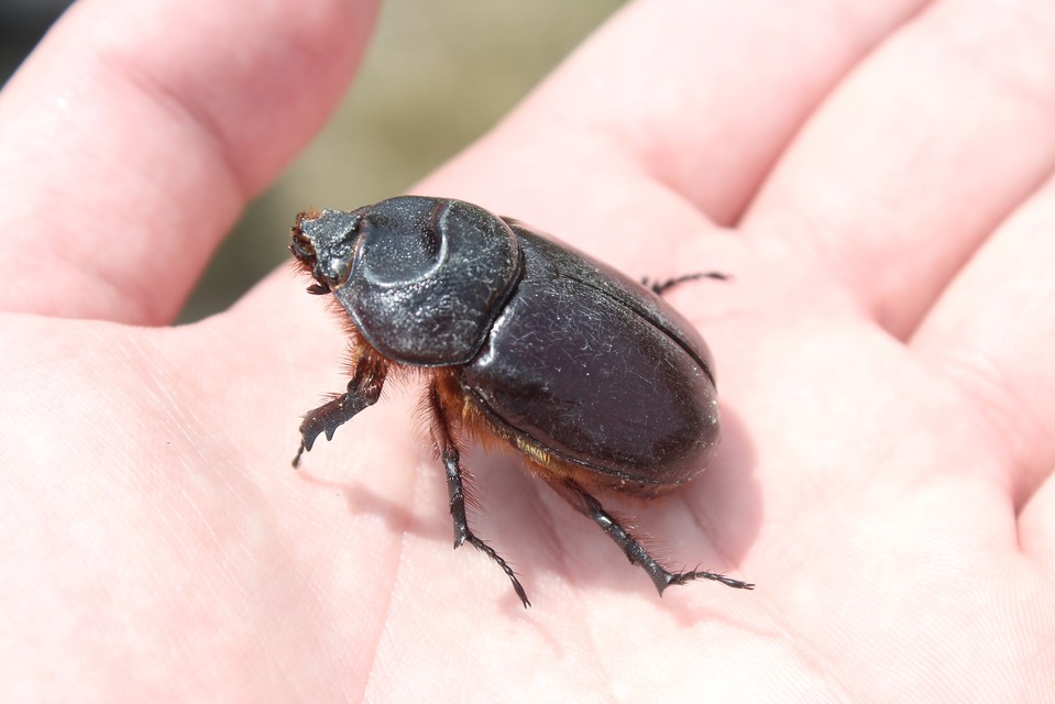 Oryctes nasicornis - orrszarvú bogár