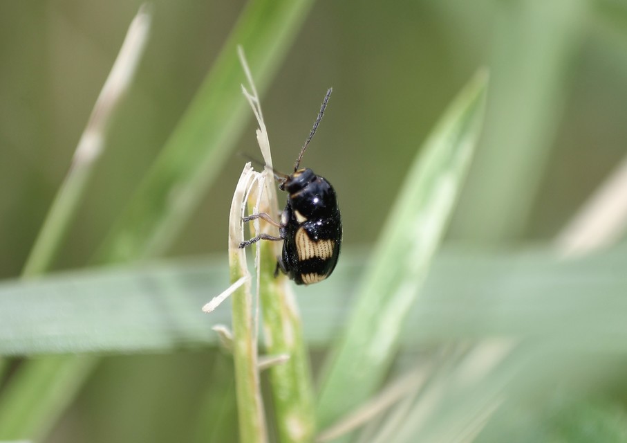 Cryptocephalus moraei - közönséges zömökbogár