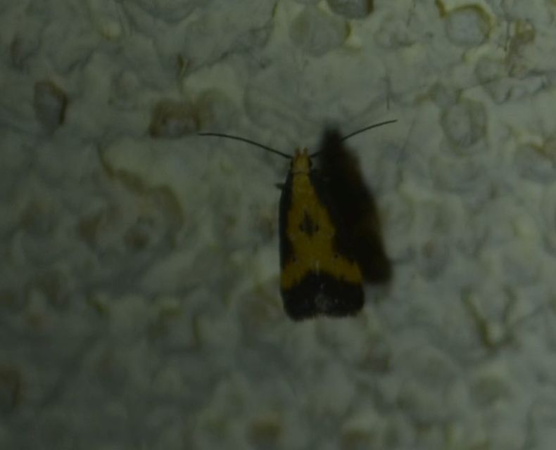 Brachmia dimidiella - citromkocsord-lápimoly