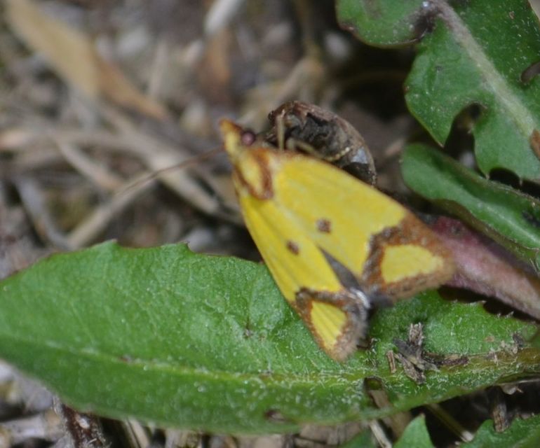 Agapeta zoegana - barnacsíkos sárgamoly