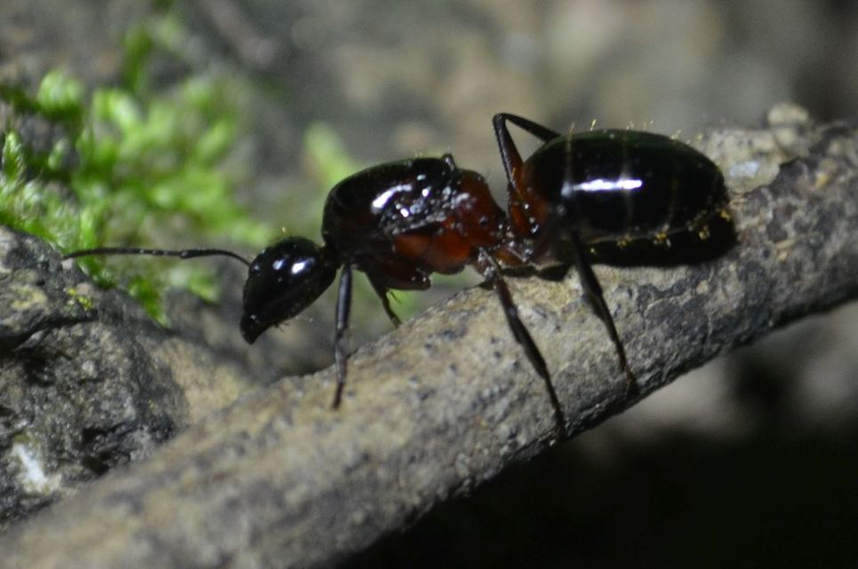 Camponotus ligniperda - faodvasító lóhangya