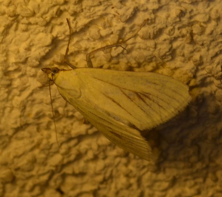 Sitochroa palealis - kénszárnyú dudvamoly