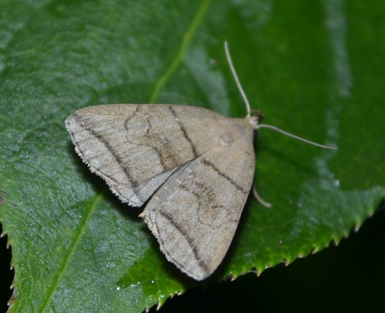 Herminia grisealis - ligeti karcsúbagoly