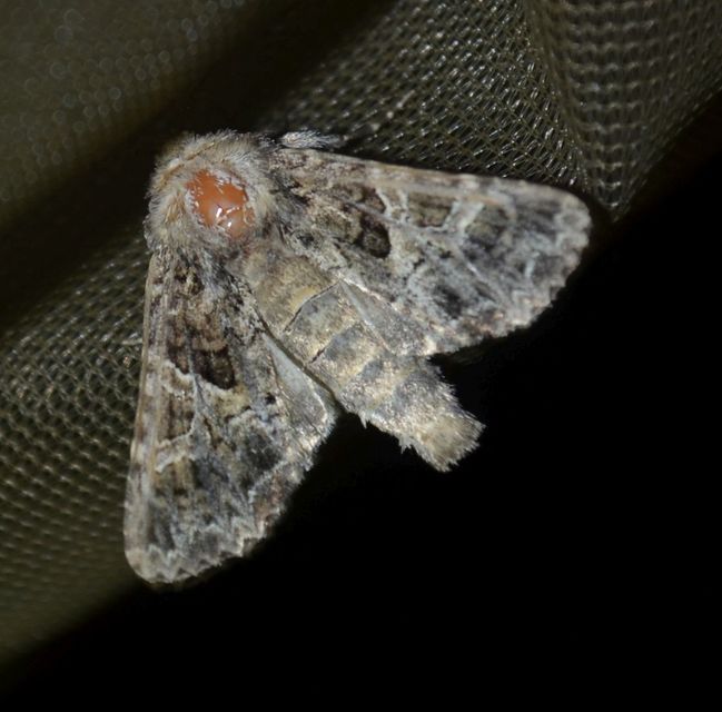 Sideridis rivularis - vörhenyes szegfűbagoly