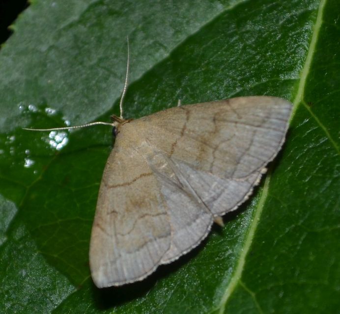 Herminia tarsicrinalis - szőröslábú karcsúbagoly