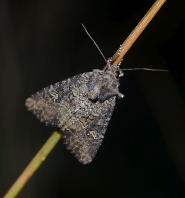 Mesapamea secalella/secalis