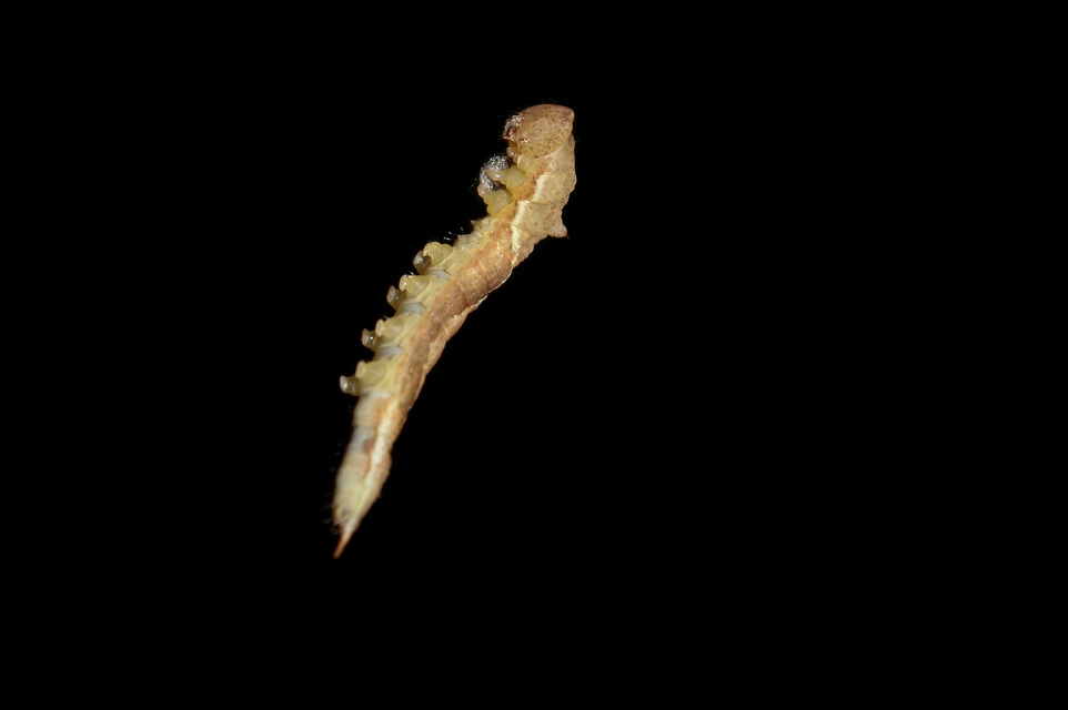 Watsonalla cultraria - bükkfa-sarlósszövő