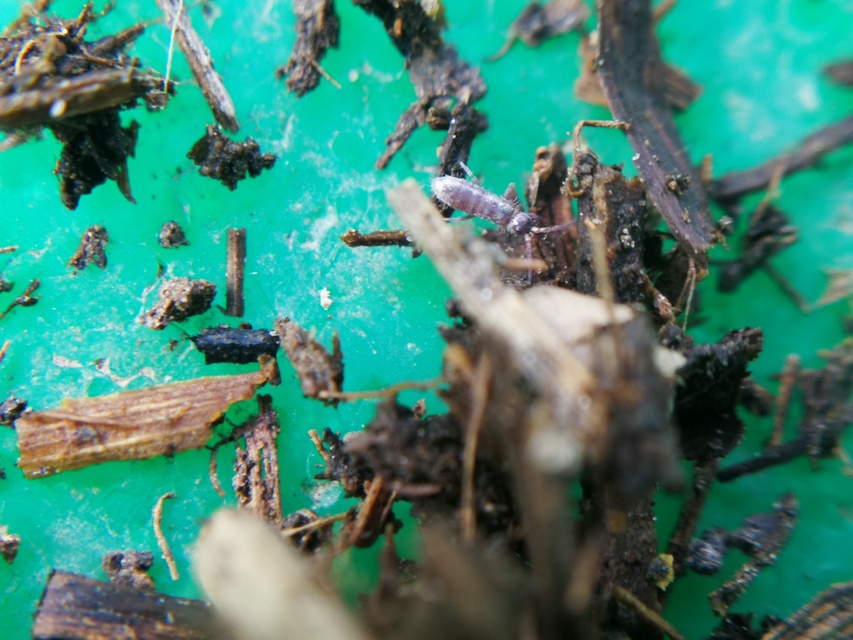Collembola - Ugróvillások