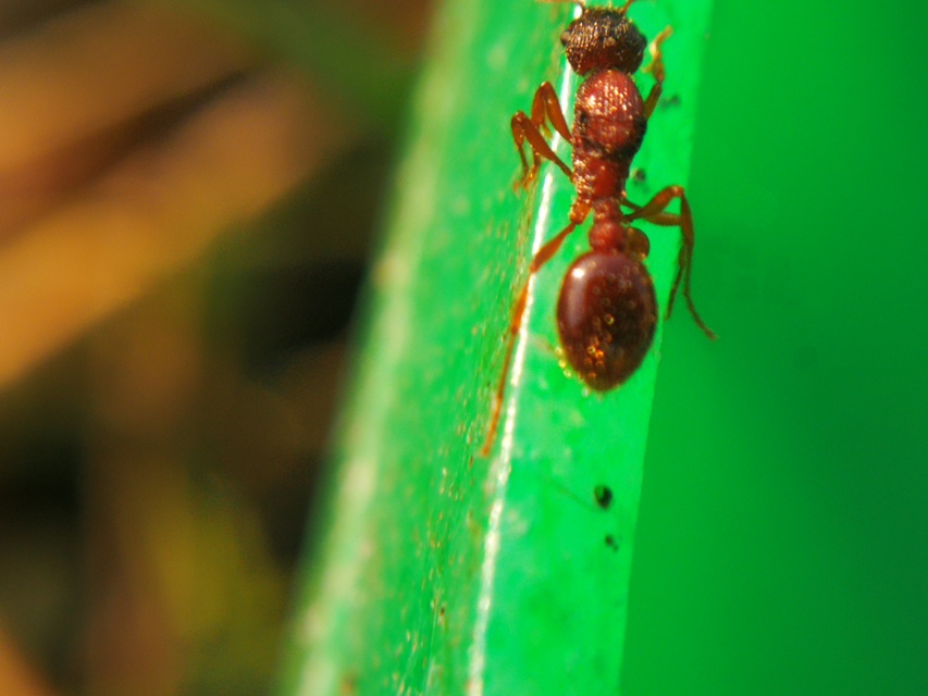 Myrmica