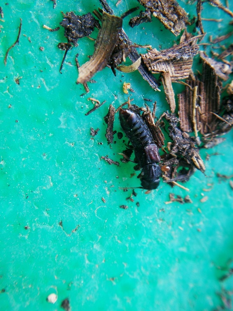 Anotylus Anotylus