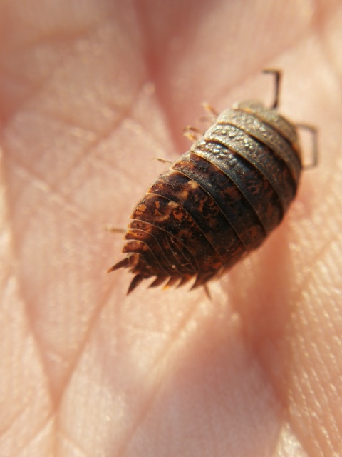 Porcellio scaber - érdes pinceászka