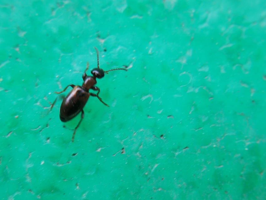 Omonadus formicarius - simanyakú fürgebogár