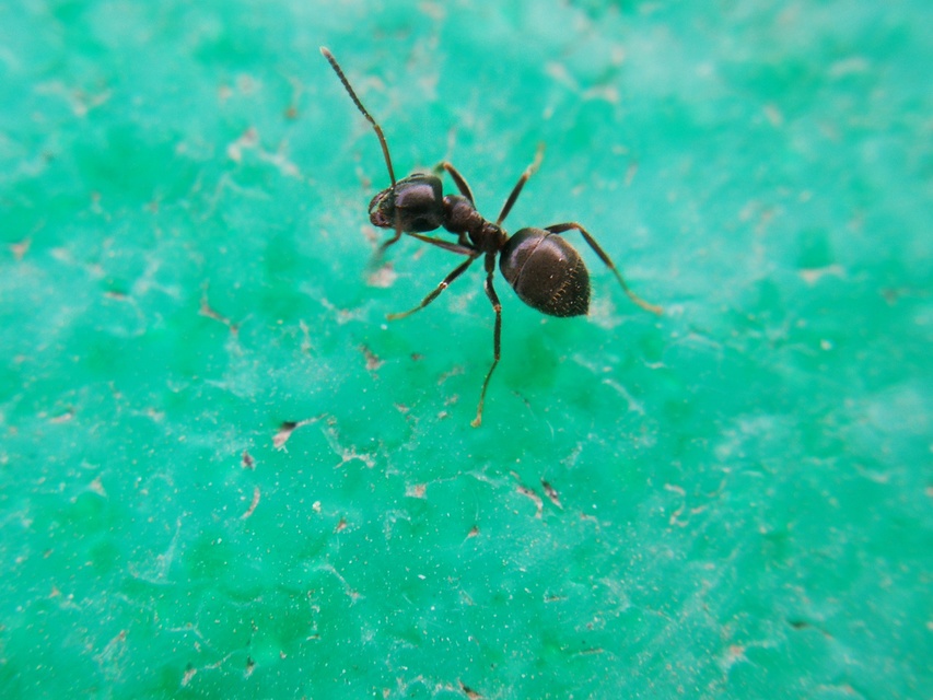 Lasius