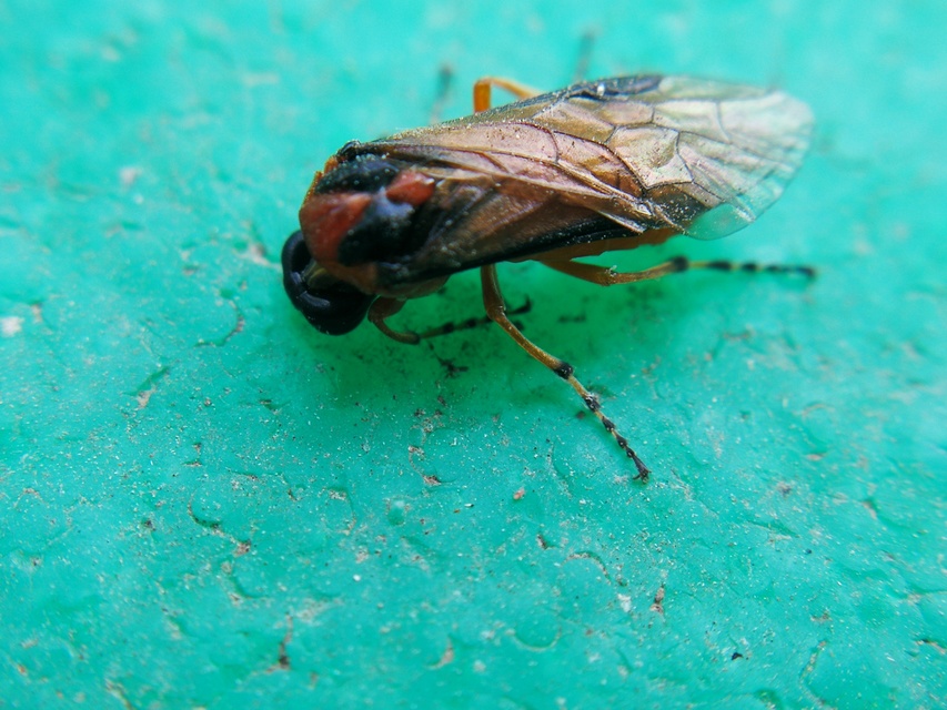 Tenthredinidae - valódi levéldarazsak