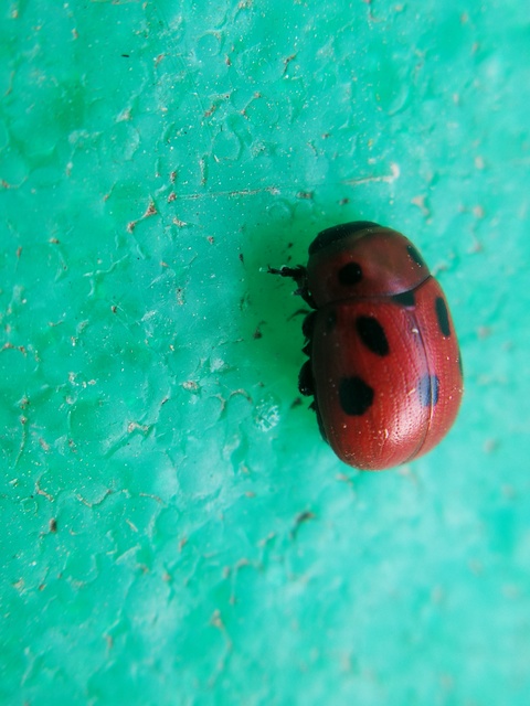 Gonioctena fornicata - közönséges lucernabogár