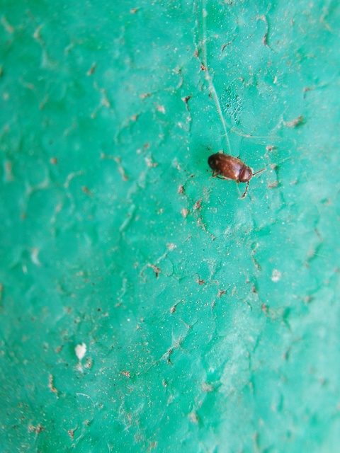 Cryptophagidae - penészbogárfélék