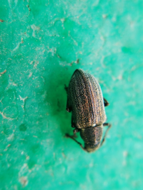 Phyllobius pyri - gyümölcsfa-levélormányos