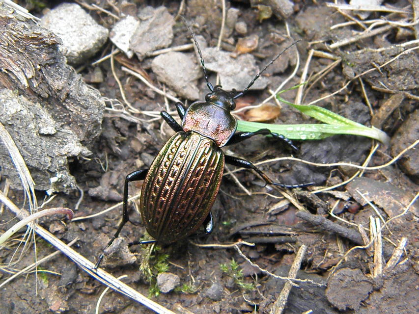 Carabus ulrichii - rezes futrinka